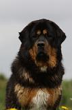DOGUE DU TIBET 237